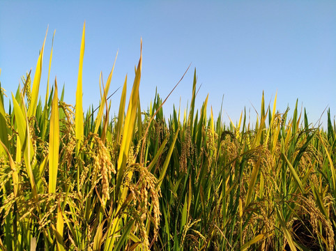 金黄的稻谷