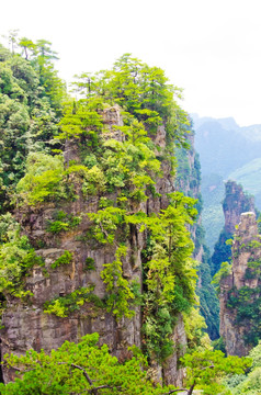 高山森林