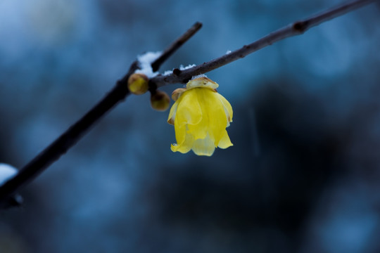 雪中小花