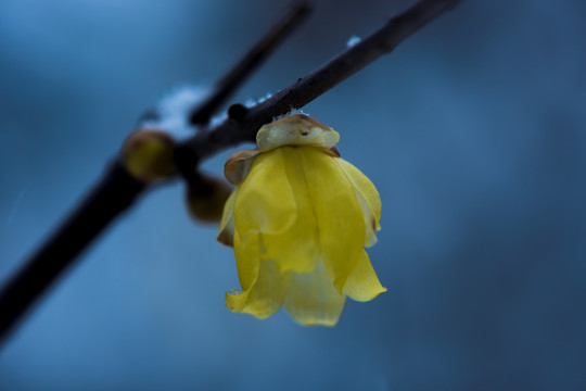 雪中小花