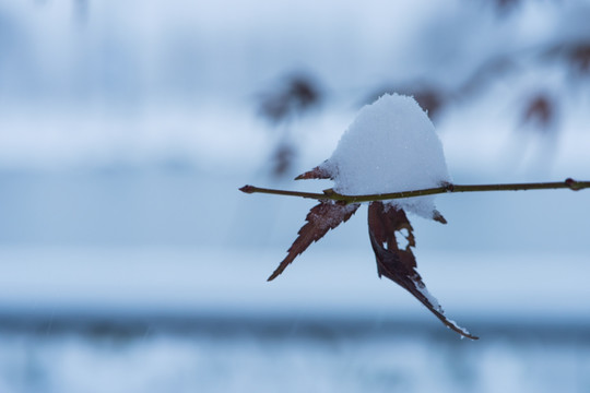 枫与雪