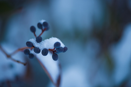 雪中果实