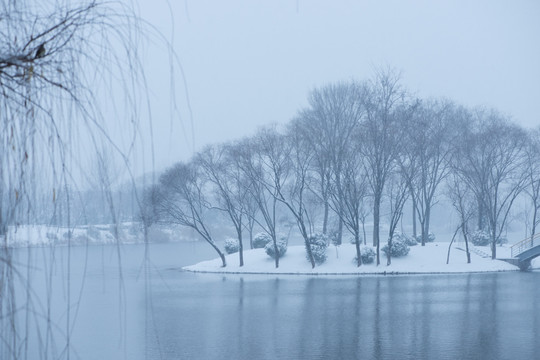 雪中树林