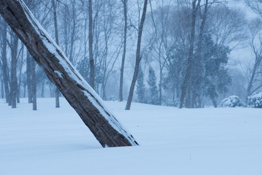 雪中树