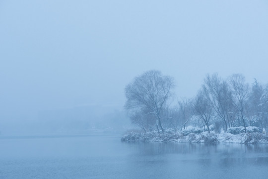 雪中树林