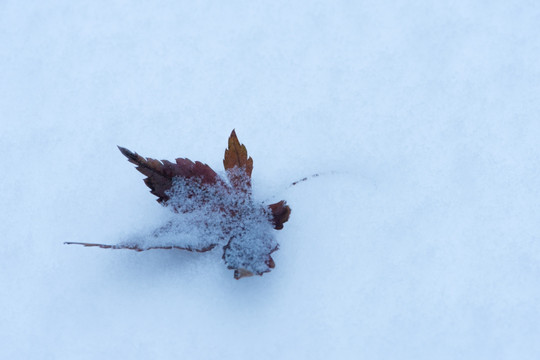 雪中枫叶