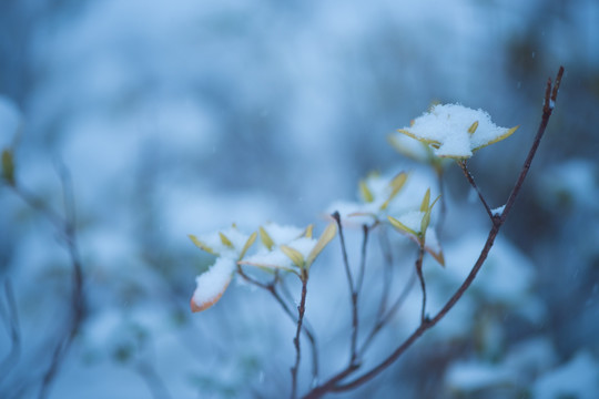 冰雪覆盖的植物