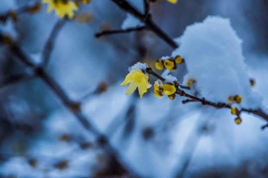 雪中小花