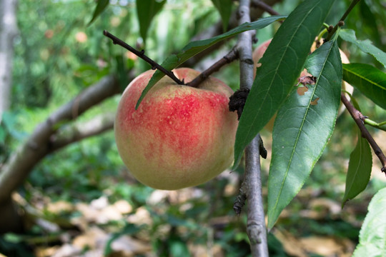 冬桃桃子水蜜桃