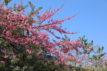 巴西木棉  粉红色花