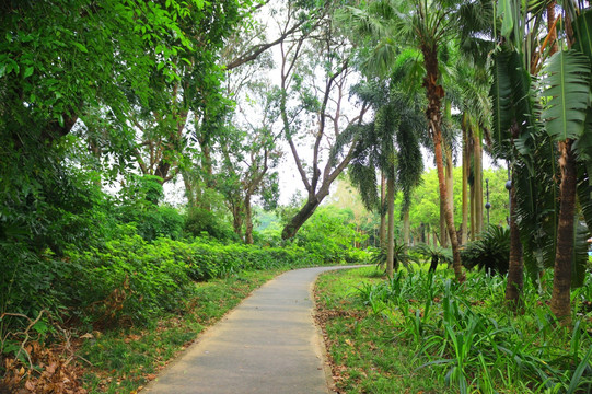 林间步道