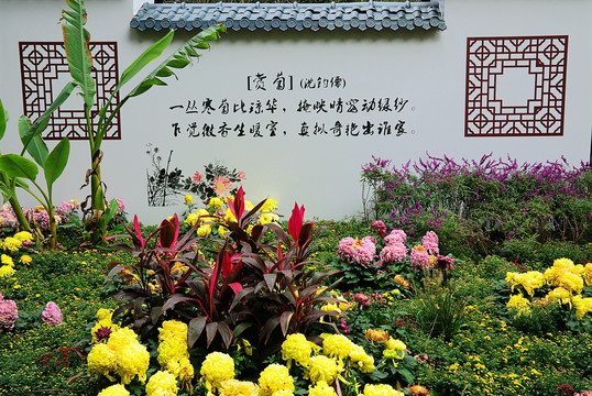 秋菊背景墙