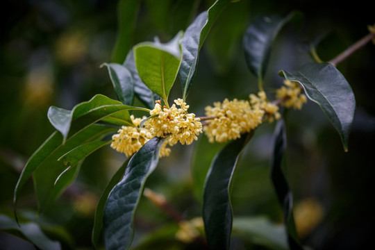 桂花