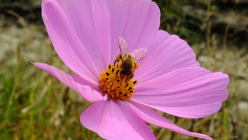 格桑花与蜜蜂