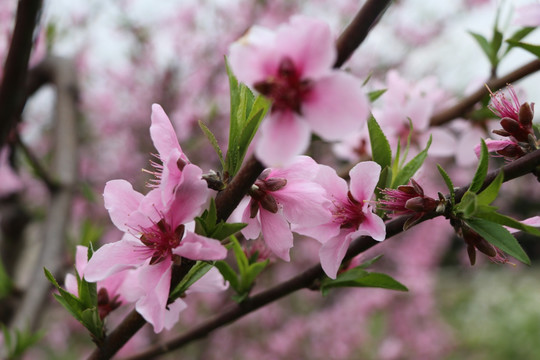 桃花