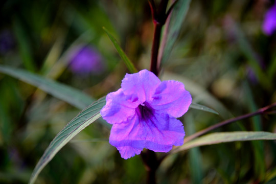 紫花