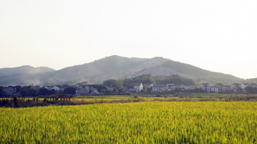 稻香村