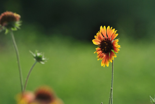 雏菊