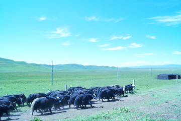 草原牧场牦牛群