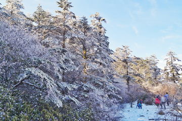 森林雪景