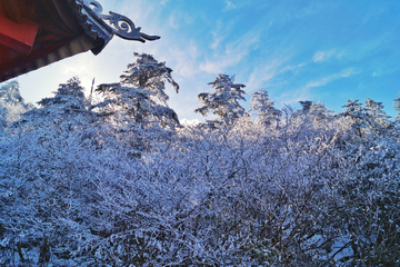 森林雪景