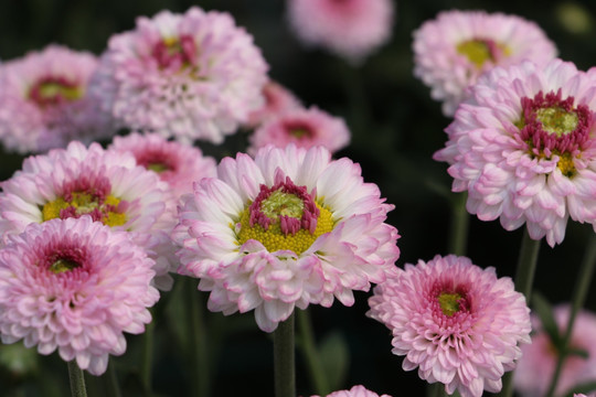 小雏菊花