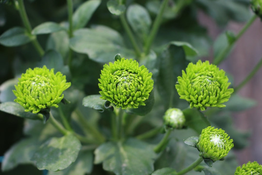 小雏菊花