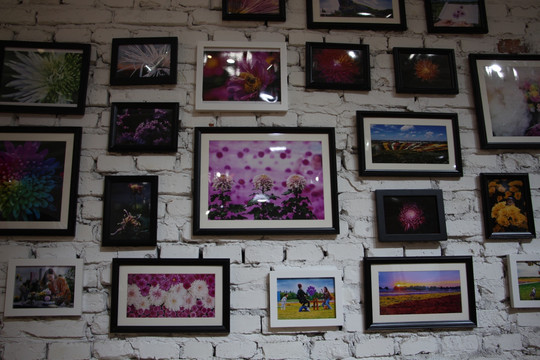 菊花照片墙