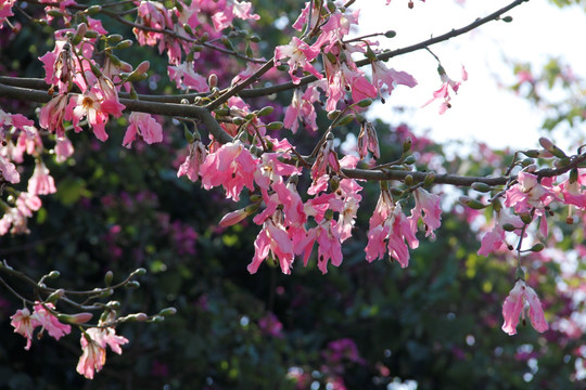 紫荆花