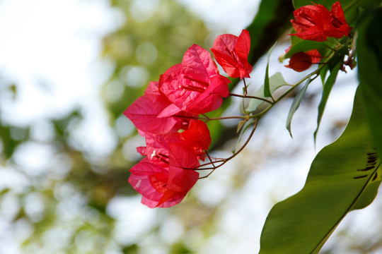 叶子花