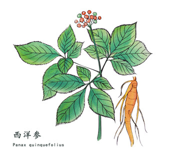 西洋參手繪圖