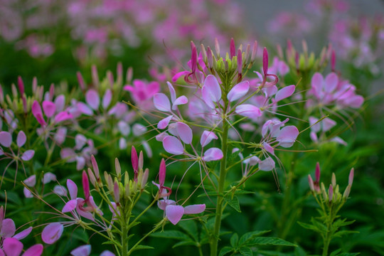 醉蝶花