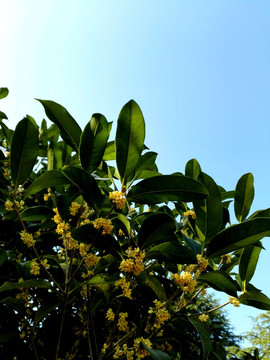 桂花树枝