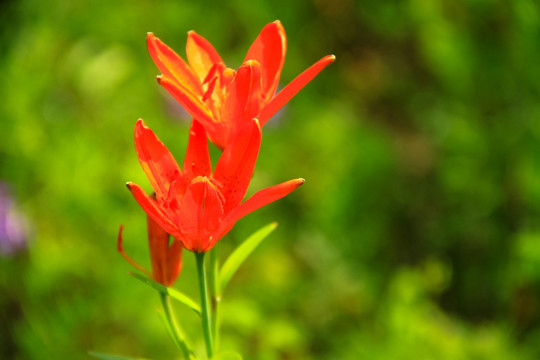 红色野生百合花