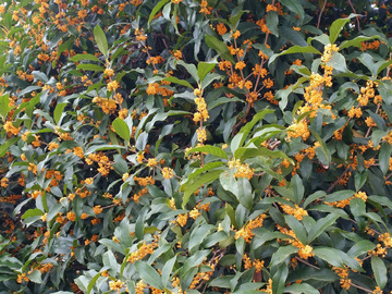 桂花 金桂飘香