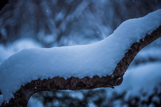 树上的雪