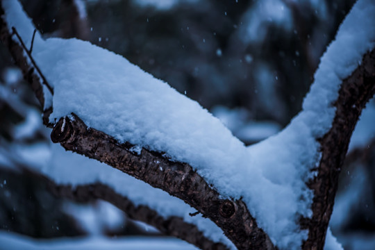 树上的雪