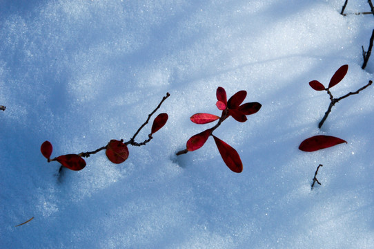 雪中红叶