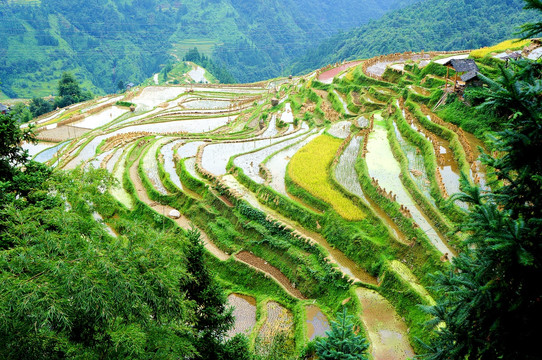 贵州黔东南加榜梯田