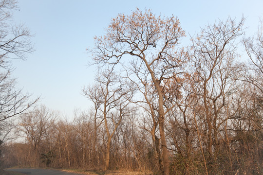 山坡树干