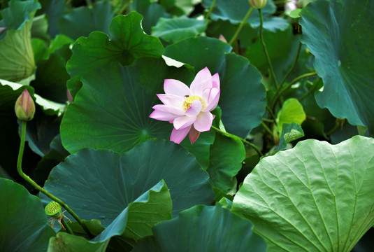 荷花池