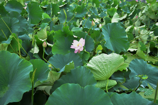 荷花池