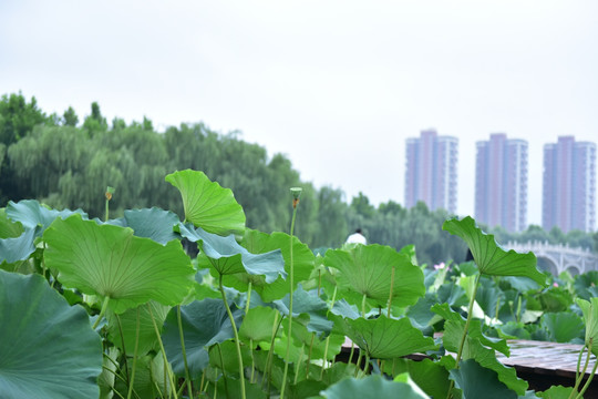 荷花荷叶绿叶