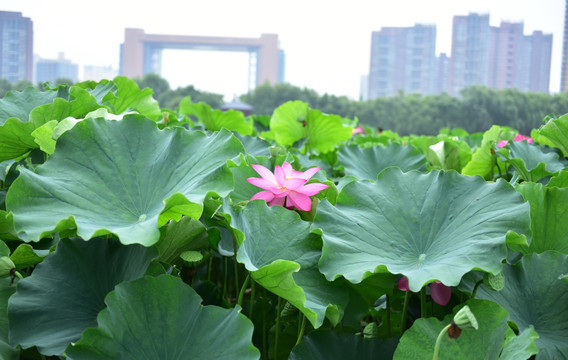 荷花荷叶绿叶