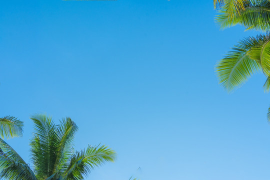 背景蓝天椰树