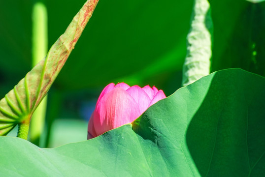 荷花