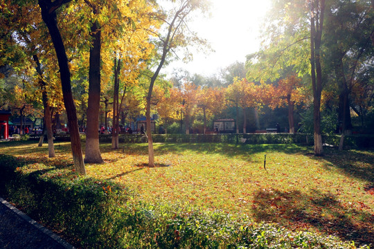 乌鲁木齐人民公园深秋景色
