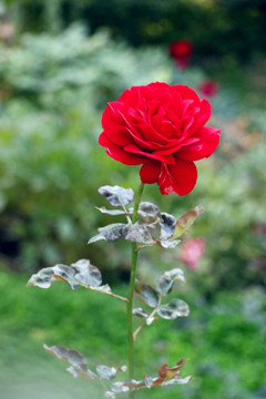 集爱与美于一身的玫瑰花