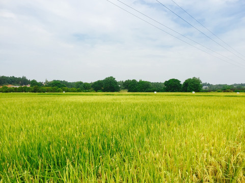 丰收的田野