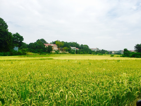 丰收的田野